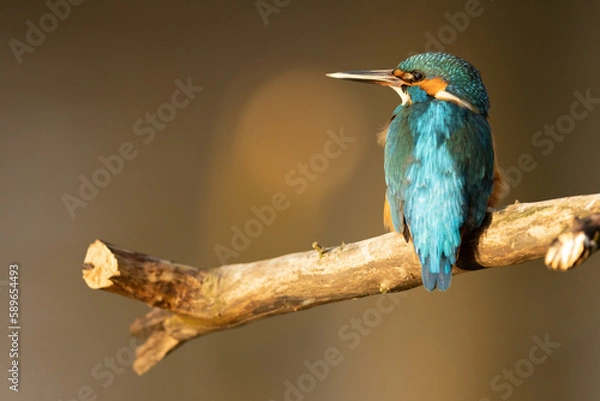Obraz Kingfisher