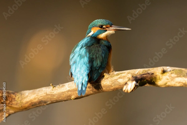 Obraz Kingfisher