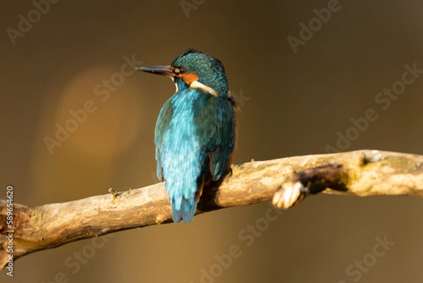 Obraz Kingfisher