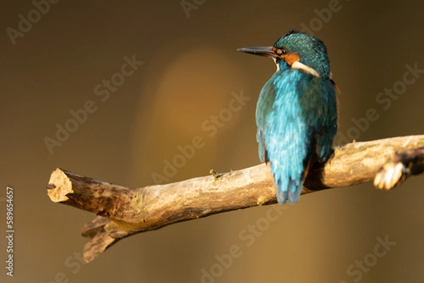 Obraz Kingfisher
