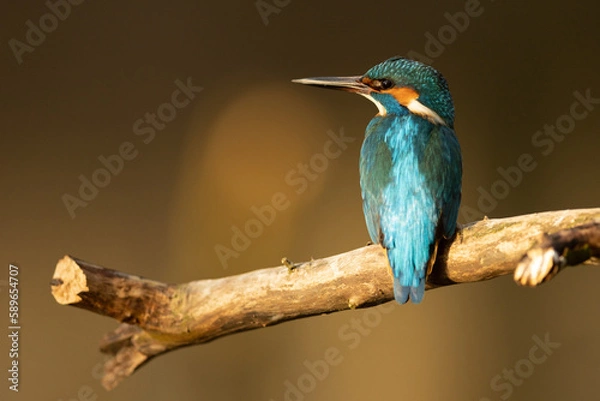 Obraz Kingfisher