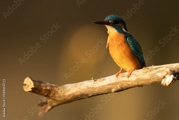 Obraz Kingfisher
