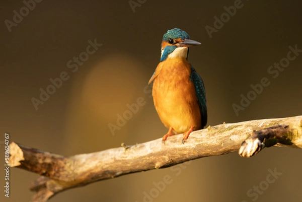 Obraz Kingfisher