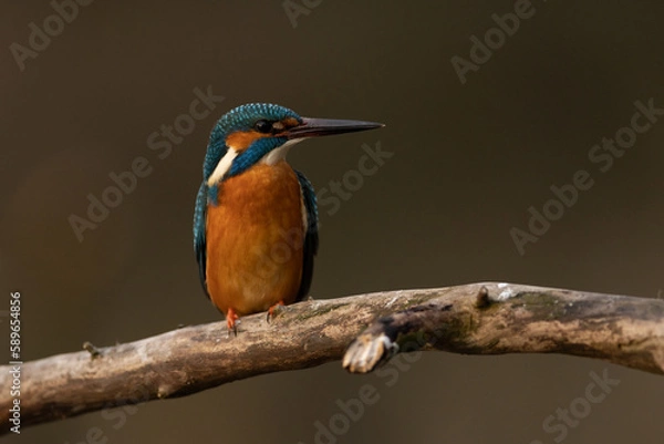 Obraz Kingfisher