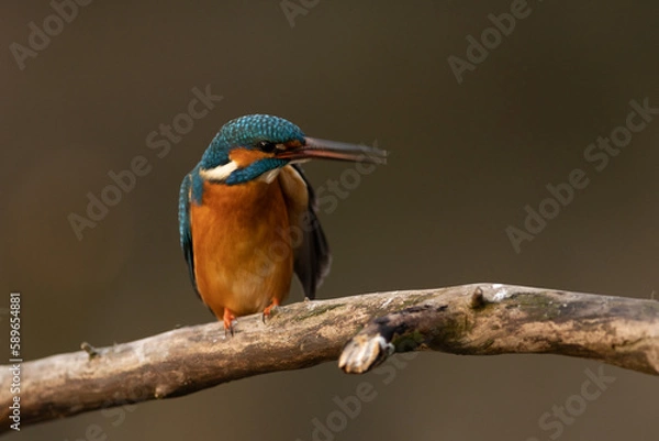Obraz Kingfisher