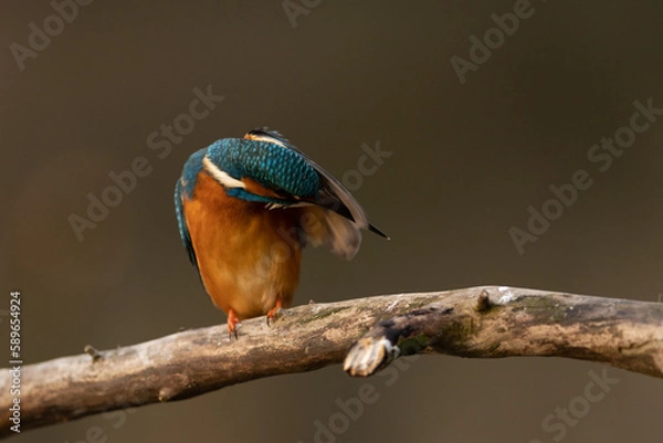 Obraz Kingfisher