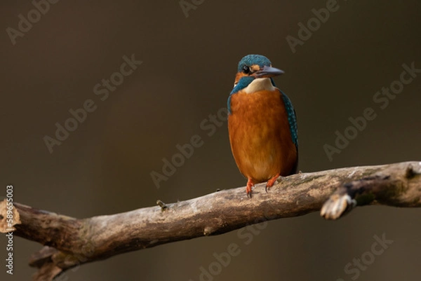 Obraz Kingfisher