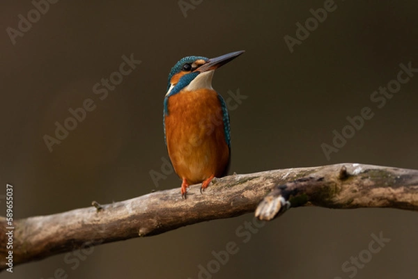 Obraz Kingfisher