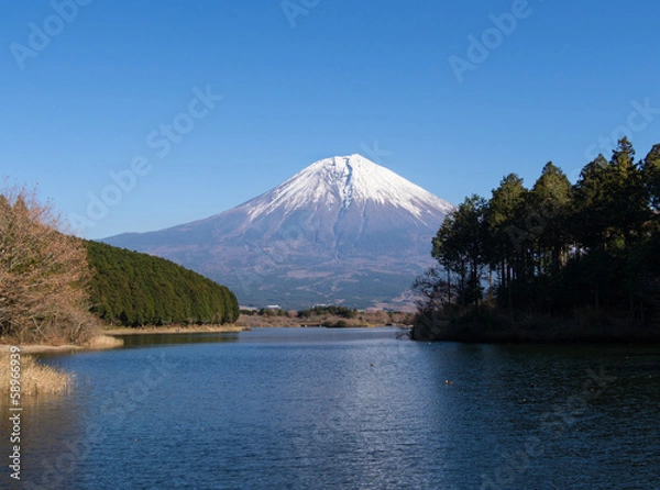 Fototapeta 冠雪の富士山と田貫湖