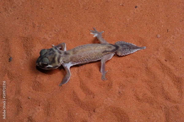 Obraz three lined knob tail (Nephrurus levis) closeup on sand
