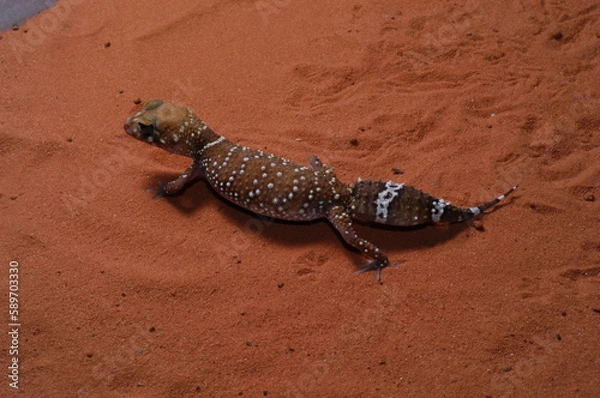 Obraz three lined knob tail (Nephrurus levis) closeup on sand
