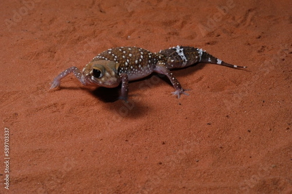Obraz three lined knob tail (Nephrurus levis) closeup on sand