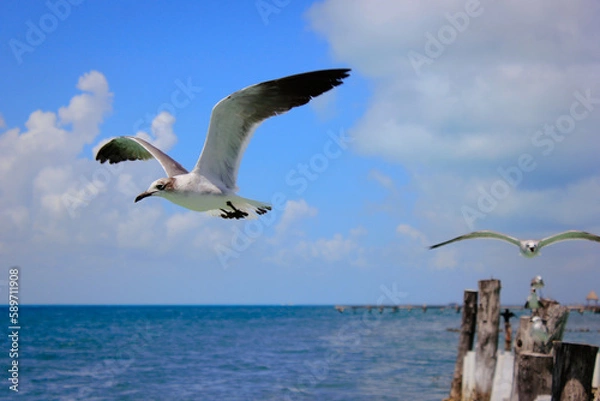 Obraz seagull on the beach