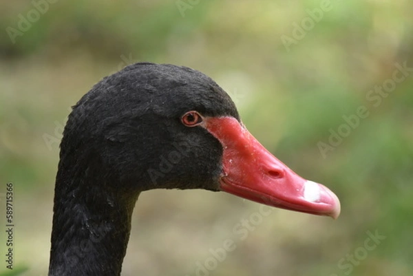 Fototapeta Black Duck with Red Bill
