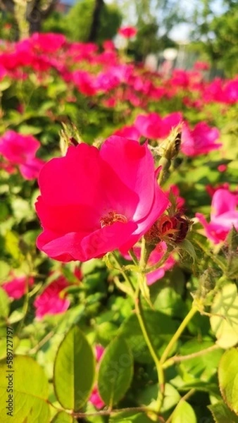Obraz pink rose in garden