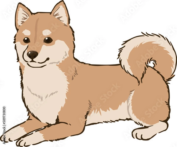 Obraz ふせる柴犬（茶柴）