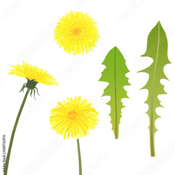 Fototapeta Dandelion flower and leaf illustration, 민들레 꽃과 잎 일러스트