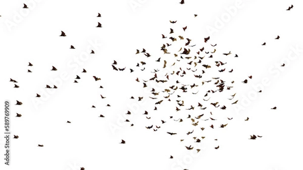Fototapeta large group of flying foxes, mega bats isolated on transparent background
