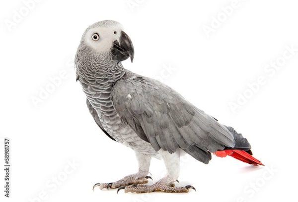 Obraz African Grey Parrot