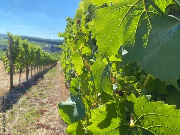 Obraz Weinstock vor blauem Himmel