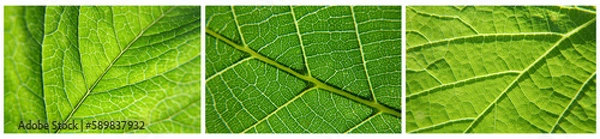 Fototapeta Blattgrün