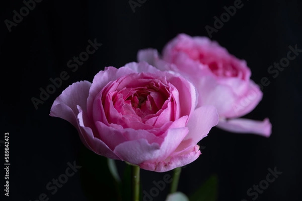 Obraz pink rose on black