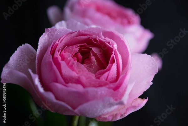 Obraz pink rose close up
