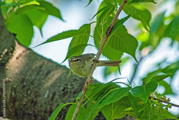 Obraz ウグイス‐01