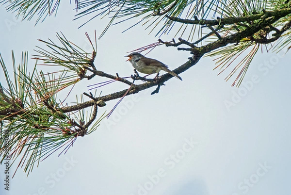 Obraz ウグイス‐03