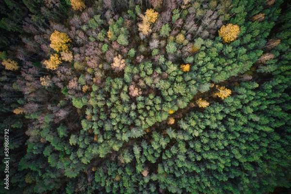 Obraz Above aerial shot of green pine forests and yellow foliage groves with beautiful texture of golden treetops. Beautiful fall season scenery in evening. Mountains in autumn in golden time