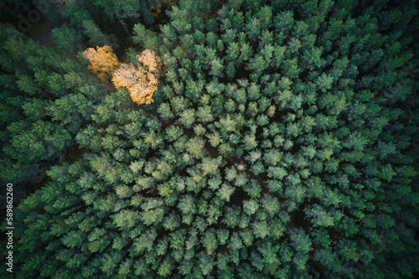 Fototapeta Above aerial shot of green pine forests and yellow foliage groves with beautiful texture of golden treetops. Beautiful fall season scenery in evening. Mountains in autumn in golden time