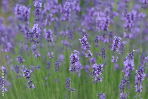 Fototapeta Lavandula angustifolia, Hidcote. Macro photography with selective focus and soft bokeh background. Field of Lavender. Close up of purple lavender flowers background. Blooming Lavandula officinalis.