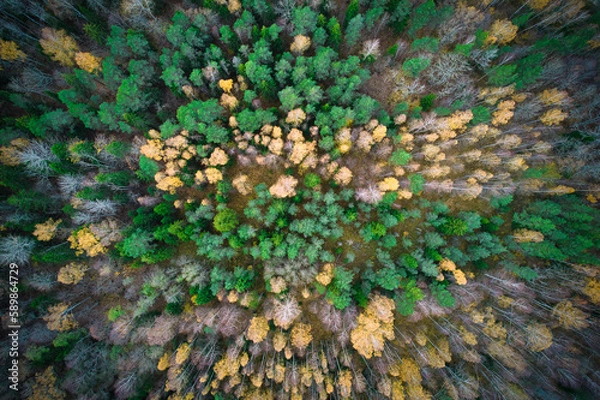 Fototapeta Above aerial shot of green pine forests and yellow foliage groves with beautiful texture of golden treetops. Beautiful fall season scenery in evening. Mountains in autumn in golden time