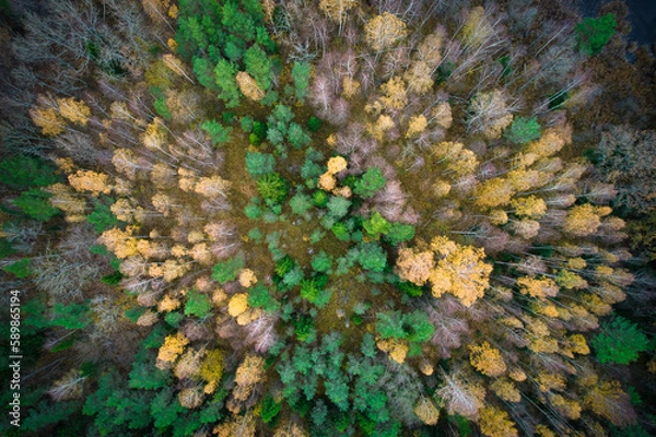 Fototapeta Above aerial shot of green pine forests and yellow foliage groves with beautiful texture of golden treetops. Beautiful fall season scenery in evening. Mountains in autumn in golden time