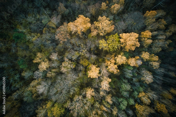 Fototapeta Above aerial shot of green pine forests and yellow foliage groves with beautiful texture of golden treetops. Beautiful fall season scenery in evening. Mountains in autumn in golden time