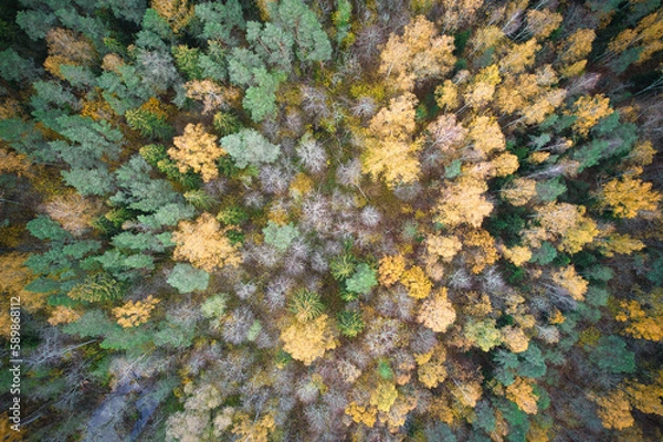 Fototapeta Above aerial shot of green pine forests and yellow foliage groves with beautiful texture of golden treetops. Beautiful fall season scenery in evening. Mountains in autumn in golden time