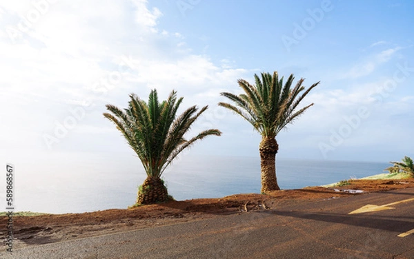 Obraz Madeira Palm Trees