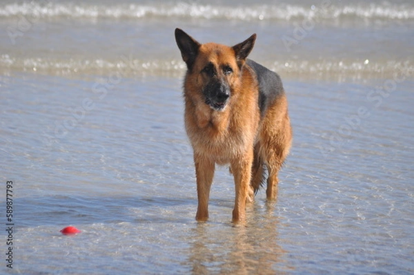 Obraz German shepherd playing in the water 