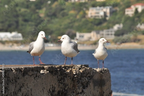 Obraz Seagulls chatting