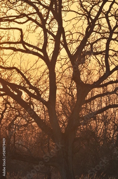 Fototapeta Sunset behind trees