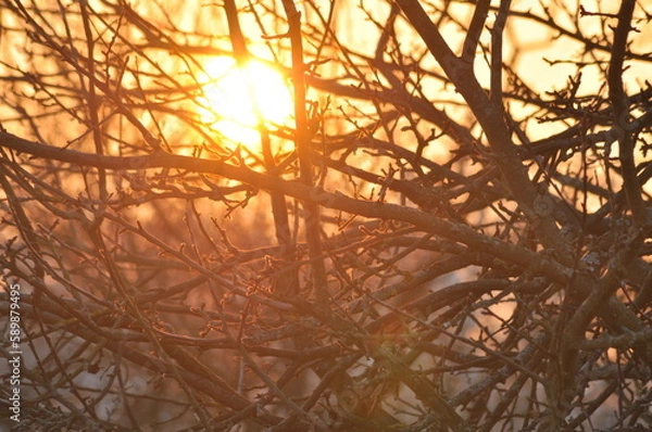Fototapeta Sunset behind trees