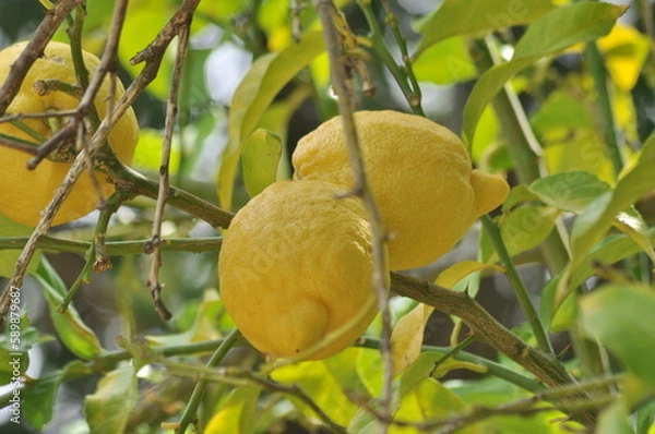 Fototapeta Lemon tree