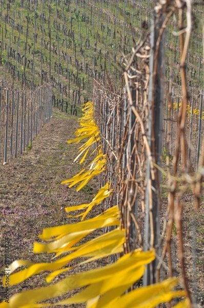 Fototapeta grapevine in winter