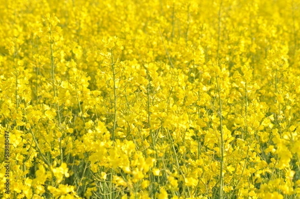Obraz Rapeseed field