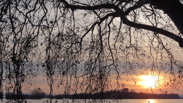 Fototapeta Sunset behind trees 