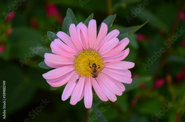 Obraz bee on pink flower
