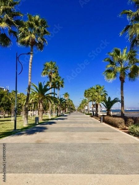 Fototapeta palm trees on the beach