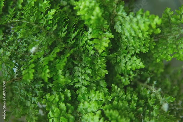 Fototapeta Fluffy Ruffles Fern or nephrolepis exaltata plant close up photo, selective focus. Bright green background of fern branches, homeplanting business