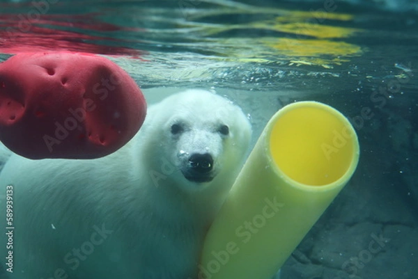 Obraz ホッキョクグマ　ゆめ