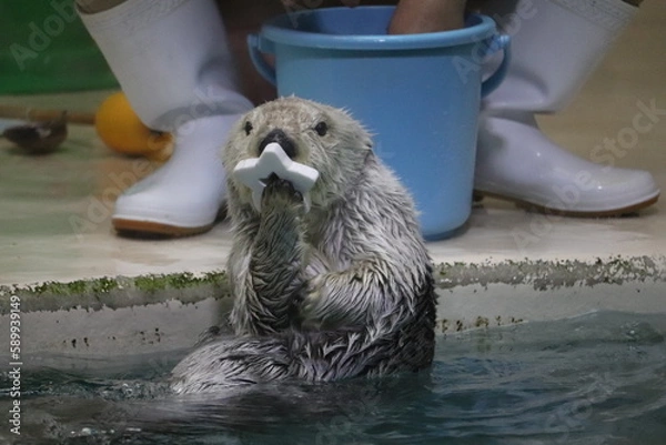 Obraz ラッコ　メイ